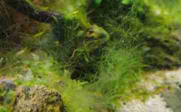 藻类新能源制约_能源藻有哪些